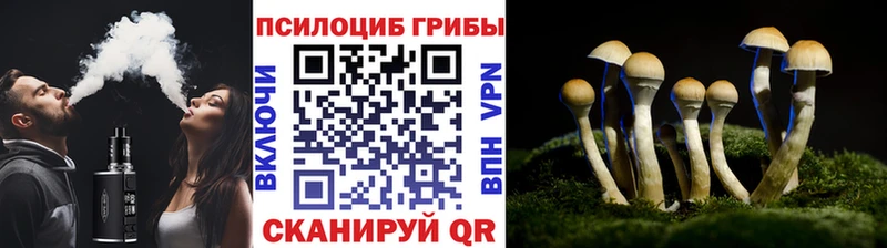 Купить Родники Псилоцибиновые грибы MAGIC MUSHROOMS